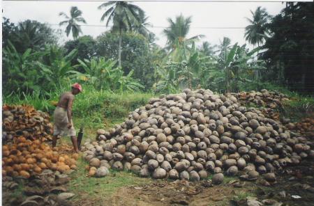 Récolte des Noix de Coco