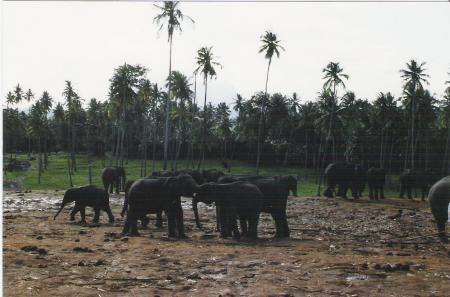 Orphelina des éléphants vers Kandy